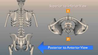 Cervical interlaminar injection C armlecture amp clinical case [upl. by Ailem]