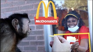 Monkey Gets Excited Reaction At McDonalds Drive Thru [upl. by Erlond]