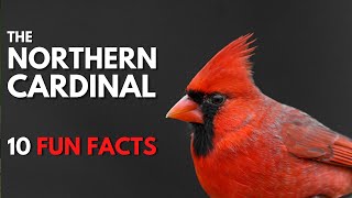 The NORTHERN CARDINAL  10 FACTS about them [upl. by Nari]