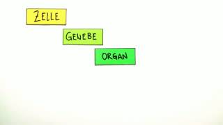 Zelle Gewebe Organe  Biologie  Zoologie [upl. by Eitsyrk]