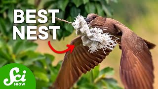 7 Insane Bird Nests that Will Change How You Think About Birds [upl. by Nrubua936]