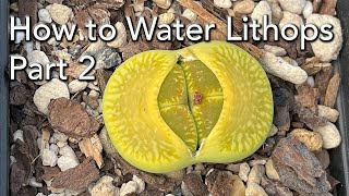 When and How to Water Lithops  Part 2  Lithops Growth Cycle [upl. by Ezara956]