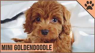 Mini Goldendoodle  The Miniature Size Goldendoodle [upl. by Akino]