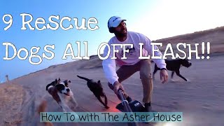 How to Keep Your Dogs from Running Away Off Leash [upl. by Snoddy744]