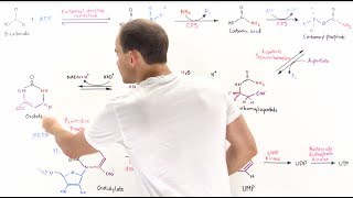 Pyrimidine Synthesis [upl. by Jean-Claude]