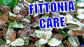 Growing Fittonia [upl. by Korie]