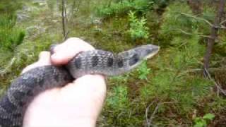 Eastern Hognose Snake acting like a cobra [upl. by Devondra960]