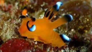 Facts The Pikachu Nudibranch [upl. by Itsuj387]