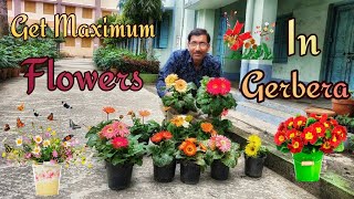 Caring of Gerbera for Getting Maximum Flowers [upl. by Ylrahc]