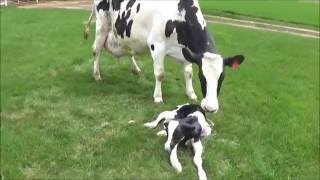 Cow Giving Birth To A Calf  The Calving Process [upl. by Nylednarb]