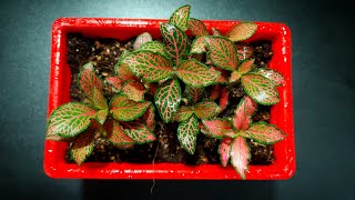 Fittonia Plant  Potting Mix For Fittonia Plant  Fittonia Repotting amp Its Care [upl. by Josefa]