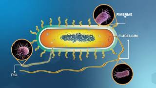 Structure and Replication of Bacterial Cells [upl. by Maitund]