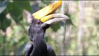 Rhinoceros Hornbill Calls [upl. by Wojcik]