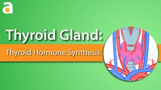 Thyroid Gland Thyroid Hormone Synthesis [upl. by Anekam]