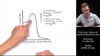 How Do Enzymes Work Activation Energy [upl. by Ennaitsirk]