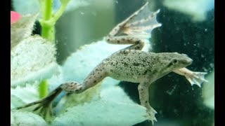 Introduction to African Dwarf Frogs Episode 1 [upl. by Mandeville]