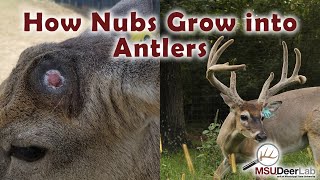 From Nubs To Growing Antlers An Incredible Process [upl. by Schlesinger]