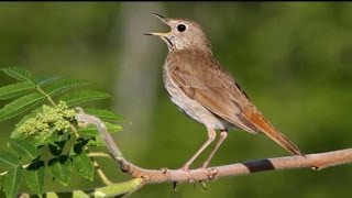 Hermit Thrush Singing [upl. by Hoye302]