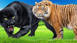 Animals In Jungle  Panther Vs Tiger Fighting Video  Panther Attacks Angry Tiger [upl. by Akenahc142]