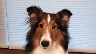 Woodruff Shelties Ear Trimming [upl. by Mckinney]