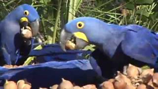 Hyacinth Macaws feeding in Brazil [upl. by Kcaz]