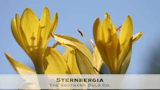 Sternbergia lutea quotAutumn Daffodilquot [upl. by Inotna]