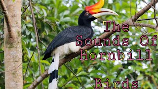 The Sounds of Hornbill Birds [upl. by Ludmilla]