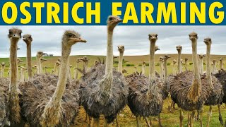 Ostrich Farming  How to Start an Ostrich Farm [upl. by Krys612]