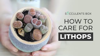 BEST TIPS HOW TO CARE FOR LITHOPS  LIVING STONES [upl. by Irrehs152]