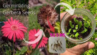 How to germinate gerbera seeds  Babandasia from seeds gerbera seed propagation  Part 01 [upl. by Lokcin]