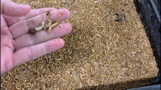 MEALWORM FARMING FOR BEGINNERS – How to Maintain a Healthy Mealworm Farm [upl. by Nitsyrc841]