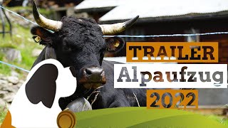 Vorschau auf den Alpaufzug Guggialp 2022 Trailer [upl. by Anivid]