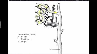 Urine Formation Step 3 Tubular Secretion [upl. by Aicenod]