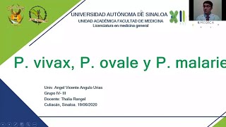 3 Plasmodium vivax P ovale P malariae [upl. by Malek401]