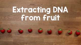 Extracting DNA from fruit [upl. by Arela781]