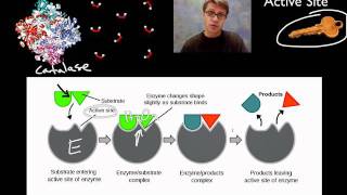 Enzymes [upl. by Erminna]