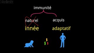 immunité innée L2  شرح بالدارجة [upl. by Riplex189]