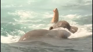 Elephant Stuck in Middle of the Ocean INCREDIBLE RESCUE  The Dodo [upl. by Klina]