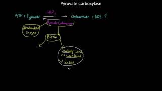 Pyruvate carboxylase [upl. by Ikaz]