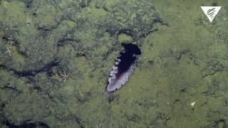 New nudibranch species discovered [upl. by Aicital]