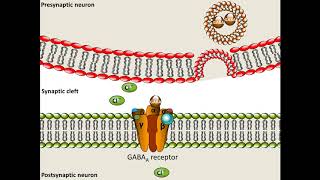 Pentobarbital  Mechanism of Action [upl. by Gazo935]