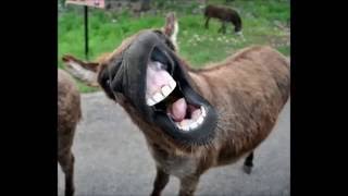 Funny donkey sounds HD [upl. by Nutter548]