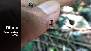 Asian tiger mosquito Aedes albopictus [upl. by Georgianne388]