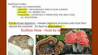 Introduction to Fungus [upl. by Tremayne]