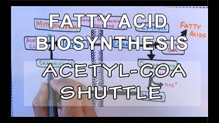 Acetyl COA Shuttle  Fatty Acid Biosynthesis  Part I [upl. by Notluf]