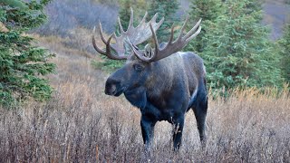 Cow Moose in Heat Drives the Bulls Crazy [upl. by Nicol431]