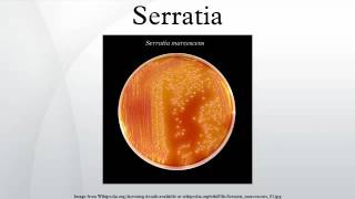 Serratia [upl. by Larimer]