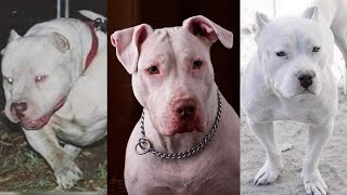 Pure Beauty  Meet The Rarest Pit Bull Type White American Pitbull Terrier Big White Pitbull [upl. by Enilrem]