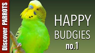 Happy Budgies 1  Budgerigar Sounds to Play for Your Parakeets  Discover PARROTS [upl. by Yenolem]