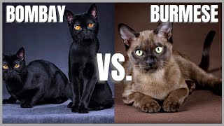 Bombay Cat VS Burmese Cat [upl. by Geller]